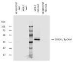 EpCAM Antibody in Western Blot (WB)