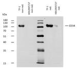 CD34 Antibody in Western Blot (WB)