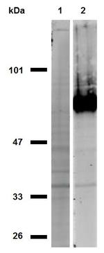 CD44 Antibody in Western Blot (WB)