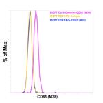 CD81 Antibody