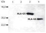 HLA-G (soluble) Antibody in Western Blot (WB)