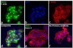 Human IgG Fc Secondary Antibody in Immunocytochemistry (ICC/IF)