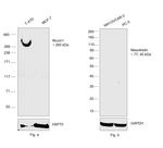 Human Kappa Light Chain Secondary Antibody in Western Blot (WB)