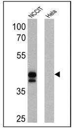 OCT4 Antibody in Western Blot (WB)