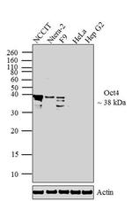 OCT4 Antibody