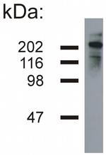 NF-H Antibody in Western Blot (WB)