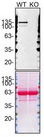 SHIP1 Antibody