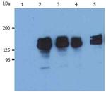 SHIP1 Antibody in Western Blot (WB)