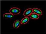 Vimentin Antibody in Immunocytochemistry (ICC/IF)