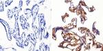 SOD1 Antibody in Immunohistochemistry (Paraffin) (IHC (P))