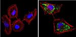 SOD2 Antibody in Immunocytochemistry (ICC/IF)