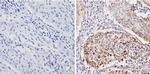 SOD2 Antibody in Immunohistochemistry (Paraffin) (IHC (P))