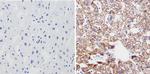 SOD2 Antibody in Immunohistochemistry (Paraffin) (IHC (P))