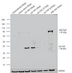 TAP Tag Antibody