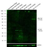 TAP Tag Antibody in Western Blot (WB)