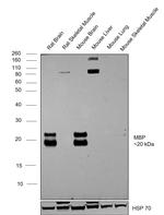 MBP Antibody