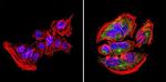 Nestin Antibody in Immunocytochemistry (ICC/IF)