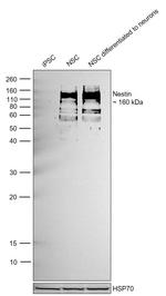 Nestin Antibody