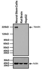 Nestin Antibody
