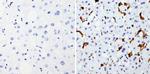 HMOX1 Antibody in Immunohistochemistry (Paraffin) (IHC (P))