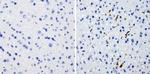 HMOX1 Antibody in Immunohistochemistry (Paraffin) (IHC (P))