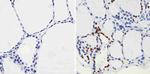 PAX8 Antibody in Immunohistochemistry (Paraffin) (IHC (P))