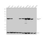 beta-3 Tubulin Antibody in Western Blot (WB)