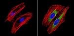 RhoA/RhoC Antibody in Immunocytochemistry (ICC/IF)