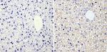 RhoA/RhoC Antibody in Immunohistochemistry (Paraffin) (IHC (P))