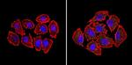 BID Antibody in Immunocytochemistry (ICC/IF)