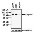 Calpain 1 Antibody