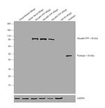 6x-His Tag Antibody in Western Blot (WB)