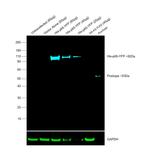 6x-His Tag Antibody in Western Blot (WB)