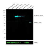 6x-His Tag Antibody in Western Blot (WB)