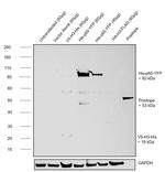 6x-His Tag Antibody in Western Blot (WB)