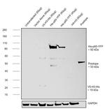 6x-His Tag Antibody in Western Blot (WB)