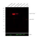 6x-His Tag Antibody in Western Blot (WB)