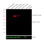 6x-His Tag Antibody in Western Blot (WB)