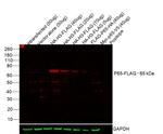 DYKDDDDK Tag Antibody in Western Blot (WB)