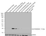 DYKDDDDK Tag Antibody in Western Blot (WB)