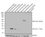 DYKDDDDK Tag Antibody in Western Blot (WB)