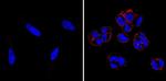 SSEA5 Antibody in Immunocytochemistry (ICC/IF)