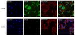 ATG9A Antibody