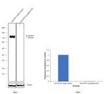 N-cadherin Antibody in Western Blot (WB)