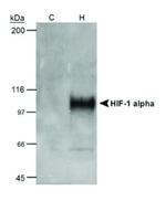 HIF1A Antibody in Western Blot (WB)