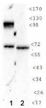 HIF1A Antibody in Western Blot (WB)