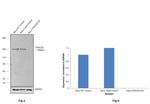 FANCD2 Antibody