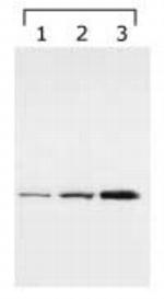 14-3-3 gamma Antibody in Western Blot (WB)