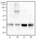 14-3-3 gamma Antibody in Western Blot (WB)