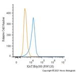 p300 Antibody in Flow Cytometry (Flow)